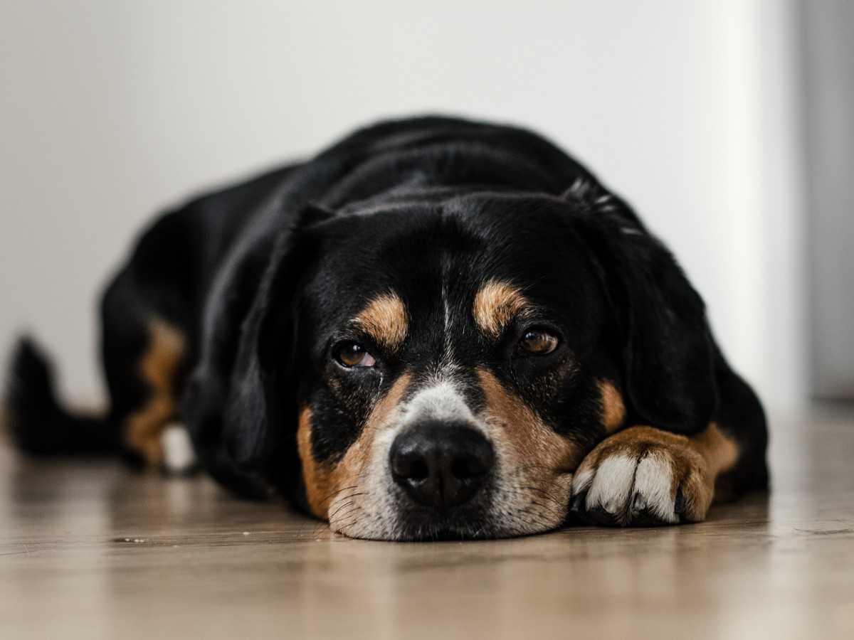 Vomiting in Dogs: From Clues to Conclusions - When to Treat, When to Dig Deeper